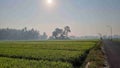 Sunrise in the morning, rice fields of Bantul Yogyakarta.