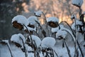 Dried sunflower heads covered with snow. Royalty Free Stock Photo