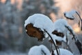 Dried sunflower heads covered with snow. Royalty Free Stock Photo