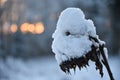 Dried sunflower heads covered with snow. Royalty Free Stock Photo