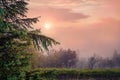 Sunrise in the mountain forest. Pink fog glowing everithing on the mountain valley.