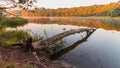 An overturned tree in a lake Royalty Free Stock Photo