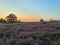Sunrise in the National Park De Hoge Veluwe in the Netherlands with blossoming heather Royalty Free Stock Photo