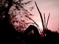 nature presented with Sweet corn plant silhouette with purple sky background Royalty Free Stock Photo