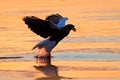 Sunrise in ocean. Beautiful Steller`s sea eagle, Haliaeetus pelagicus, morning sunrise, Hokkaido, Japan. Eagle floating in sea on