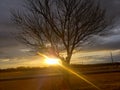 Sunrise Oklahoma tree