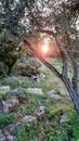 sunrise in olive garden