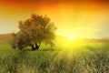 Sunrise and olive tree Royalty Free Stock Photo