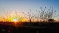 the sunrise in the open field, with a silhouette of grass and wild flowers, transmits warmth and happiness Royalty Free Stock Photo