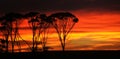 Sunrise outback Royalty Free Stock Photo