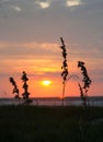 Sunrise and Sea Oats Royalty Free Stock Photo