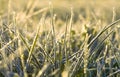 Sunrise over an autumn meadow, sunshine light a grass Royalty Free Stock Photo