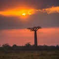 Sunrise over Avenue of the baobabs, Madagascar Royalty Free Stock Photo