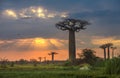 Sunrise over Avenue of the baobabs, Madagascar Royalty Free Stock Photo