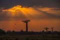 Sunrise over Avenue of the baobabs, Madagascar Royalty Free Stock Photo