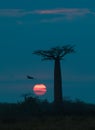 Sunrise over Avenue of the baobabs, Madagascar Royalty Free Stock Photo