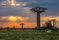 Sunrise over Avenue of the baobabs, Madagascar