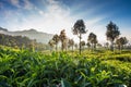 Tea plantation in Sri Lanka Royalty Free Stock Photo