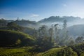 Tea plantation in Sri Lanka