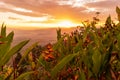 Sunrise over bird of paradise flower Royalty Free Stock Photo