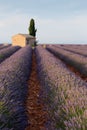 Sunrise over blooming fields of lavender, Valensole, Provence, France Royalty Free Stock Photo