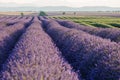 Sunrise over blooming fields of lavender, Valensole, Provence, France Royalty Free Stock Photo