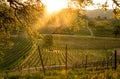 Sunrise over the California vineyard Royalty Free Stock Photo