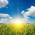 Sunrise over corn field. Agriculture background Royalty Free Stock Photo
