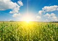 Sunrise over corn field. Agriculture background Royalty Free Stock Photo