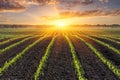 Sunrise over a Corn Field - background Royalty Free Stock Photo