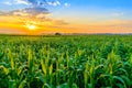 Sunrise over the corn field Royalty Free Stock Photo