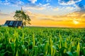 Sunrise over the corn field Royalty Free Stock Photo