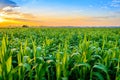 Sunrise over the corn field Royalty Free Stock Photo