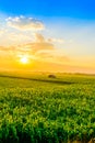 Sunrise over the corn field Royalty Free Stock Photo