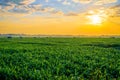 Sunrise over the corn field Royalty Free Stock Photo