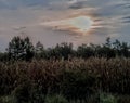 Sunrise over corn field Royalty Free Stock Photo