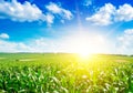 Sunrise over corn field Royalty Free Stock Photo