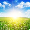 Sunrise over corn field Royalty Free Stock Photo