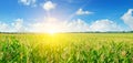 Sunrise over the corn field. Wide photo. Royalty Free Stock Photo