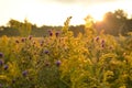 Sunrise over country field and roadside flowers Royalty Free Stock Photo