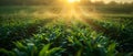 Sunrise Over Dewy Cornfield - Agriculture Beauty. Concept Agriculture Beauty, Sunrise Photography,