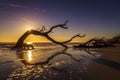 Sunrise Over Driftwood Beach - Jekyll Island Royalty Free Stock Photo
