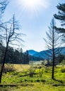 Sunrise Over Drought Stricken Trees Along a Meadow Royalty Free Stock Photo