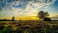 Sunrise over the Ermelose Heide with Calluna Heathers in full bloom