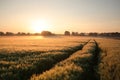Sunrise Over A Field In Foggy Weather Of Wheat Against Blue Sky Misty Spring With Dirt Road Leading To The Horizon June Poland