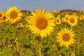 Sunrise over the field of sunflowers against a cloudy sky. Beautiful summer landscape. selective focus Royalty Free Stock Photo