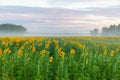 Sunrise over the field of sunflowers against a cloudy sky. Beautiful summer landscape. selective focus Royalty Free Stock Photo