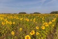 Sunrise over the field of sunflowers against a cloudy sky. Beautiful summer landscape. selective focus Royalty Free Stock Photo