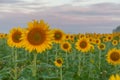 Sunrise over the field of sunflowers against a cloudy sky. Beautiful summer landscape. selective focus Royalty Free Stock Photo