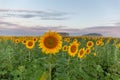 Sunrise over the field of sunflowers against a cloudy sky. Beautiful summer landscape. selective focus Royalty Free Stock Photo